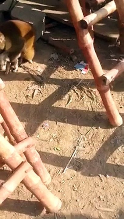 monkey love dog