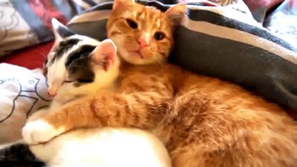 Drôle De Chat Vidéos Qui Vous Font Rire, Pleurer