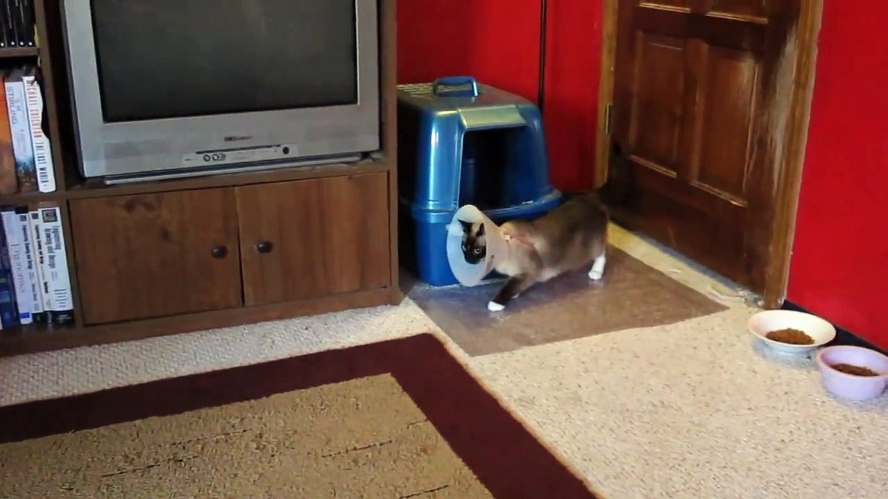 Brain-damaged cat is high on drugs