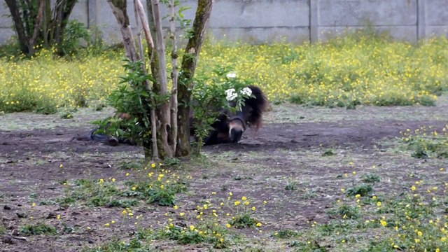 roule à terre, les écuries du dernier recours de wattrelos