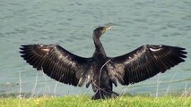 birds nl... great cormorant