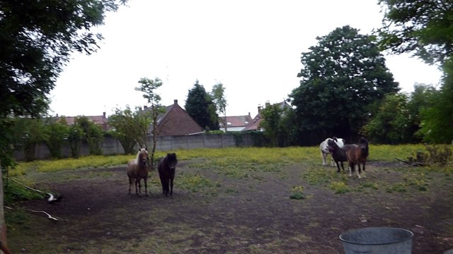 poneys 1 les écuries du dernier recours de wattrelos