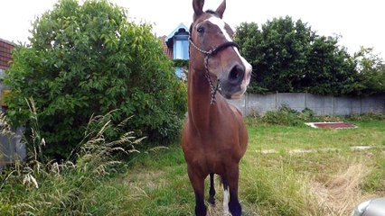 Picot sait qu'ils sont là bas les écuries du dernier recours de wattrelos