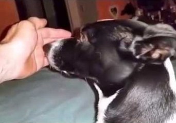 Dog Doesn't Like Not Being Able to See Her Teddy