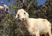 These Goats in a Tree Are the Most Bizarre Thing Ever