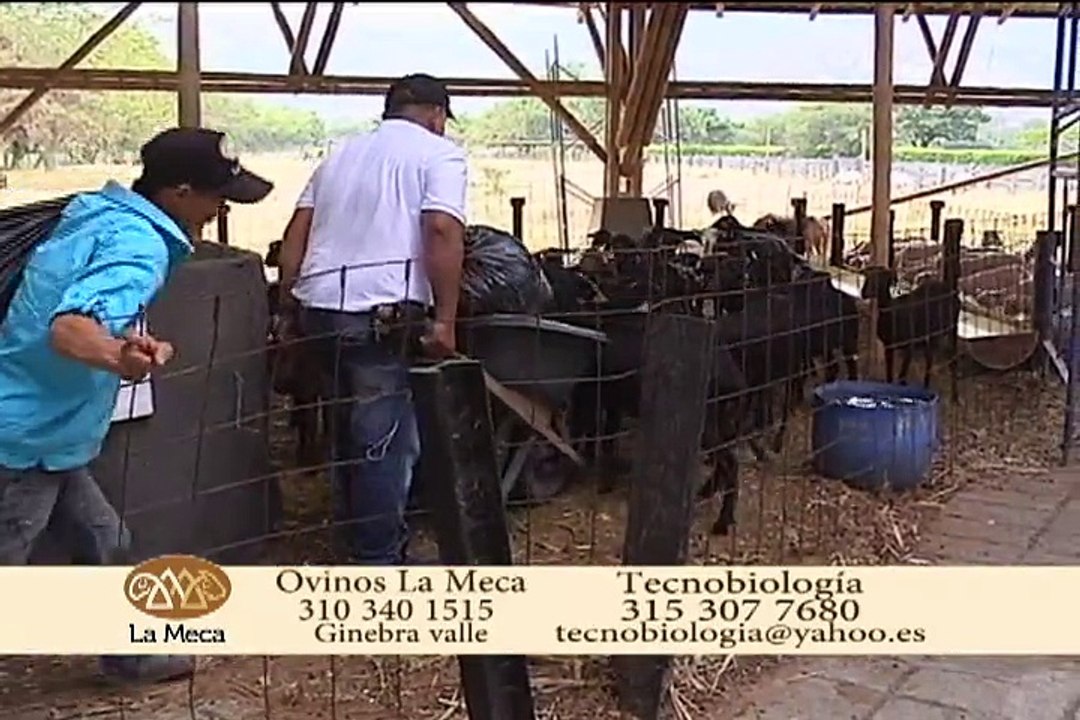 16 septiembre 2015 Ovinos la Meca, Ginebra Valle
