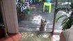 Une Femelle  raton laveur frappe à la porte vitrée  pour avoir à manger