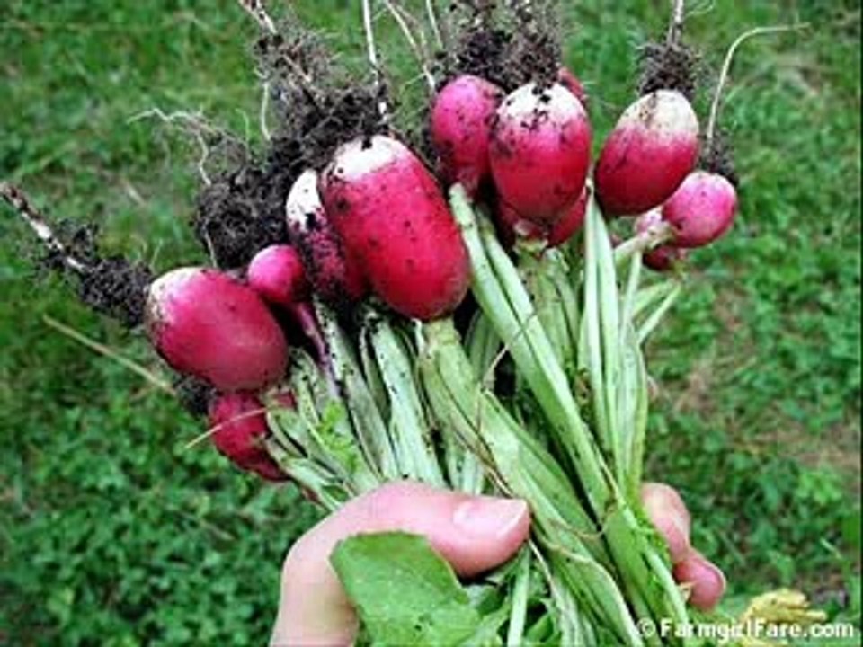 RADISH VEGETABLE مولی. , HEALTH EDUCATION , INFECTION CONTROL (ICSP) , URDU - HINDI .