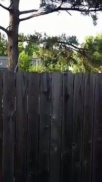 Un chien très très curieux monté sur ressort!