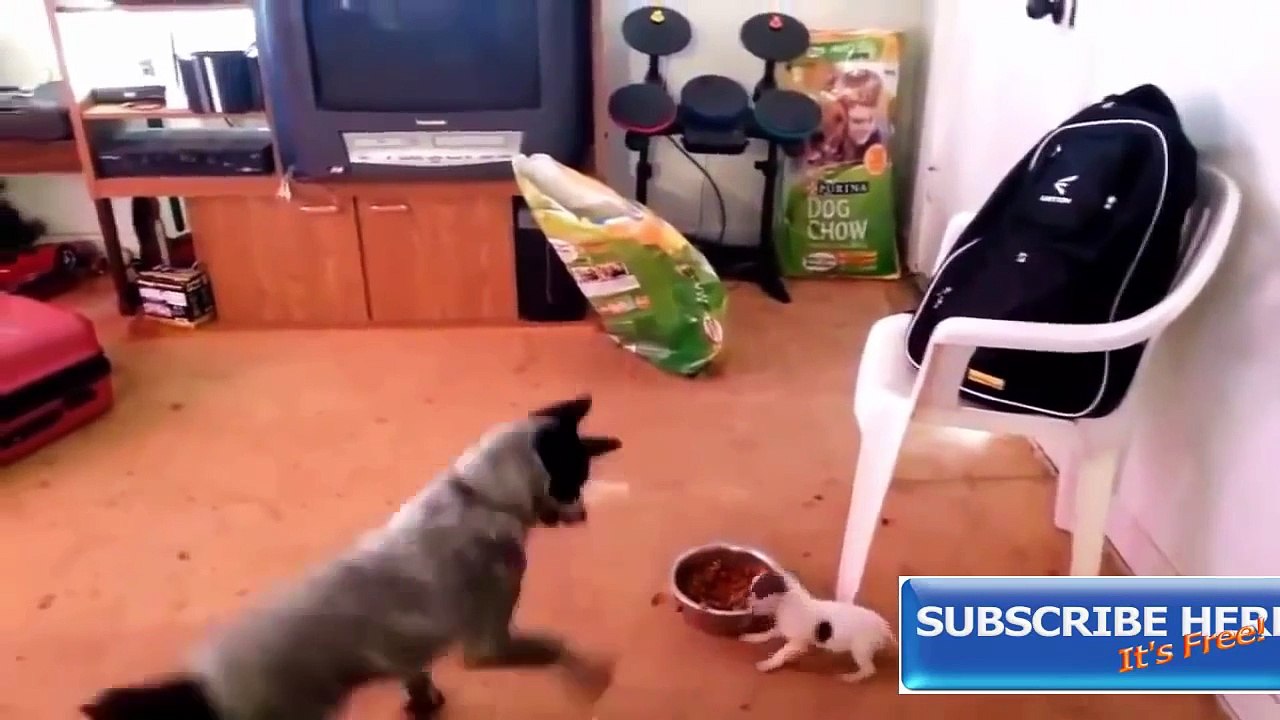 Funny FAILS | Funny Videos Fail Compilation 2015 #8 [Full Episode]