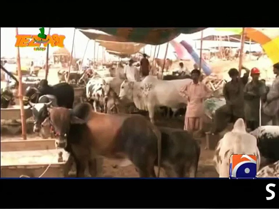 Eid Animals