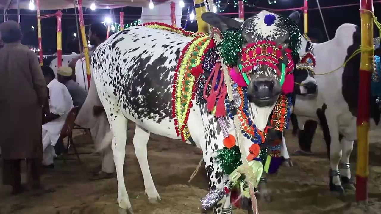 Cow Mandi Video