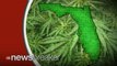 Marijuana Advocates Campaigning to Legalize Pot in Florida