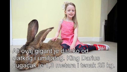 Najveci zec na svijetu