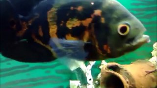 Tiger Oscar Fish Care - Food, Facts, & Behavior