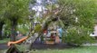Ciclogénesis: Caídas de árboles y ramas por fuertes rachas de viento en Navarra