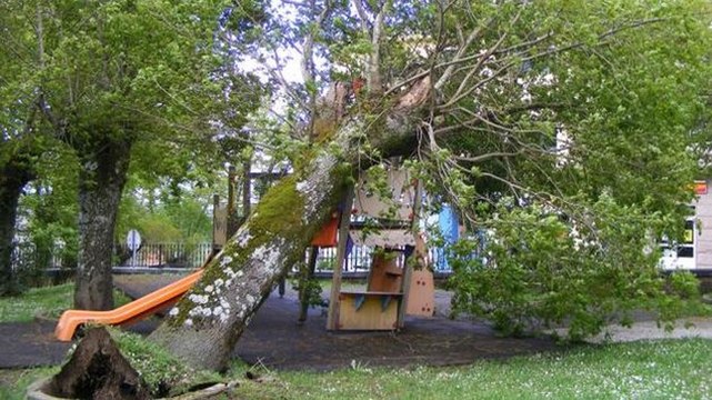 Ciclogénesis: Caídas de árboles y ramas por fuertes rachas de viento en Navarra
