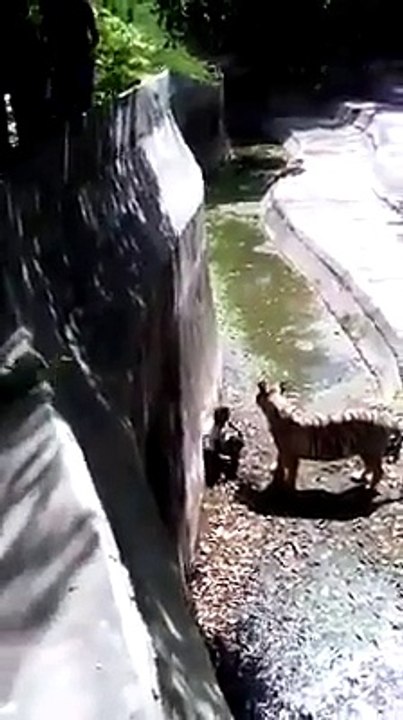 OMG! Loin attacks Man