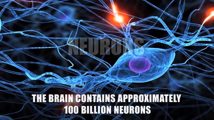 The Most Amazing Facts About The Human Brain