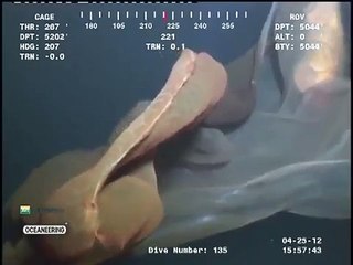 Massive Unidentified Sea Monster Caught on Video Off Oil-Rig
