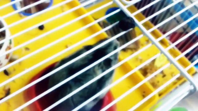 Russian hamster Criceto Russo e la ciliegia del boero Poldo orsetto russo Campbell o Whinter White