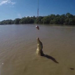 Impresionante Salto de un cocodrilo Por un Bocado