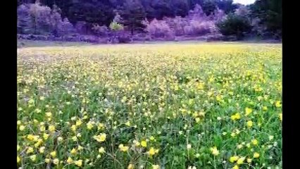 Behiye AKSOY Yok Artık Tahammülü Bu Ateşe Gönlümün
