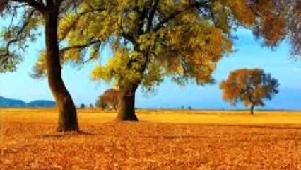 Cengizhan Sönmez   Gönül Bu Neden Söz Dinlemez Ağlar