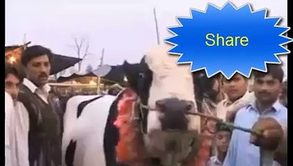 Qurbani ki Cow donkey ki awaz be nikalti ha