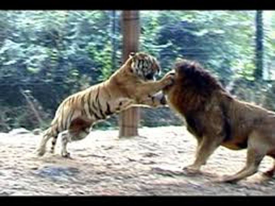 lion vs tiger best attack compilations HD