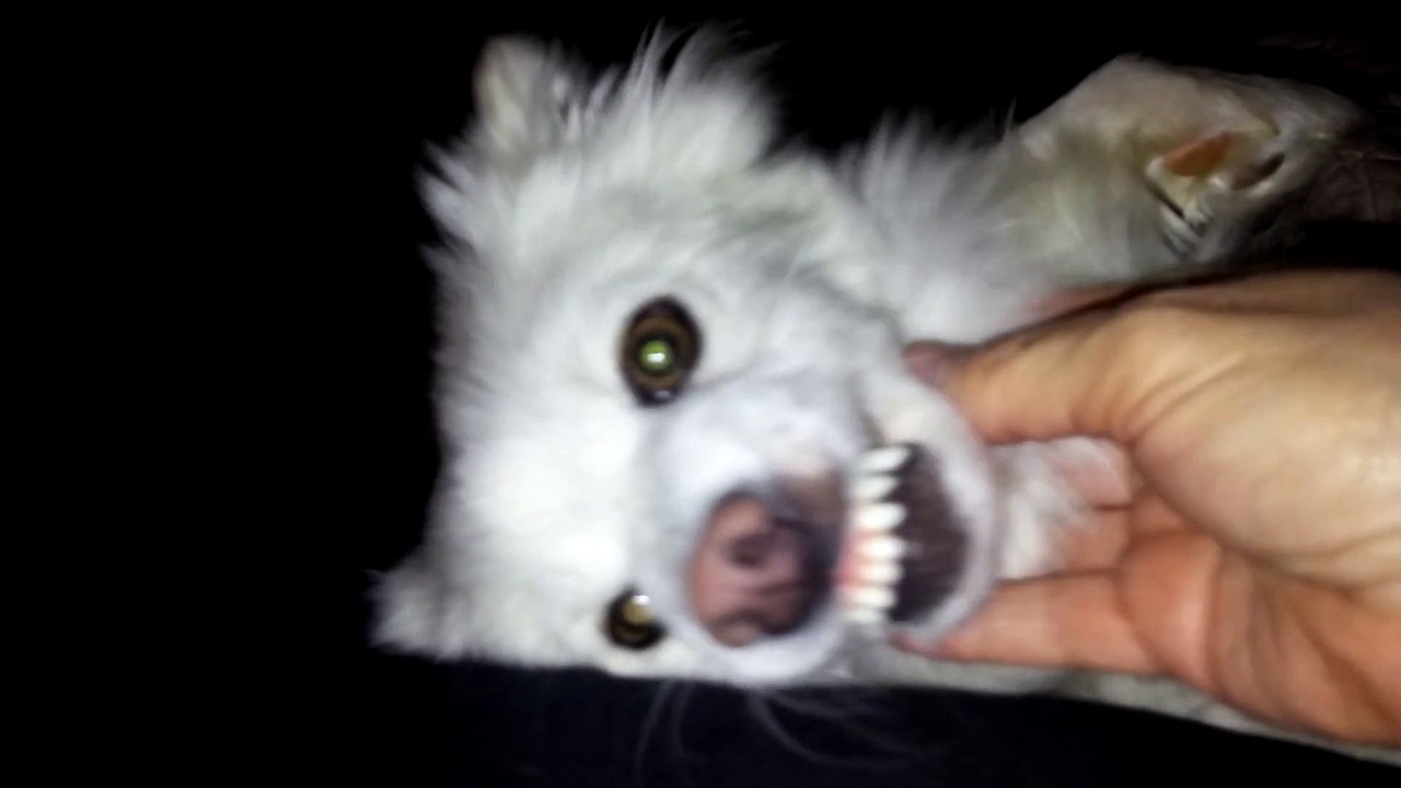 This Dog Purrs Like A Cat !!