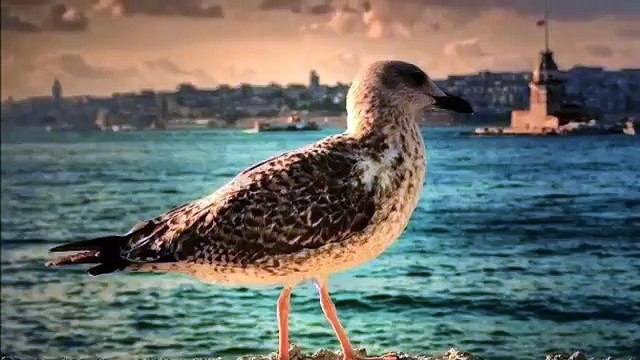 Haktan Kapın Her Çalındıkça