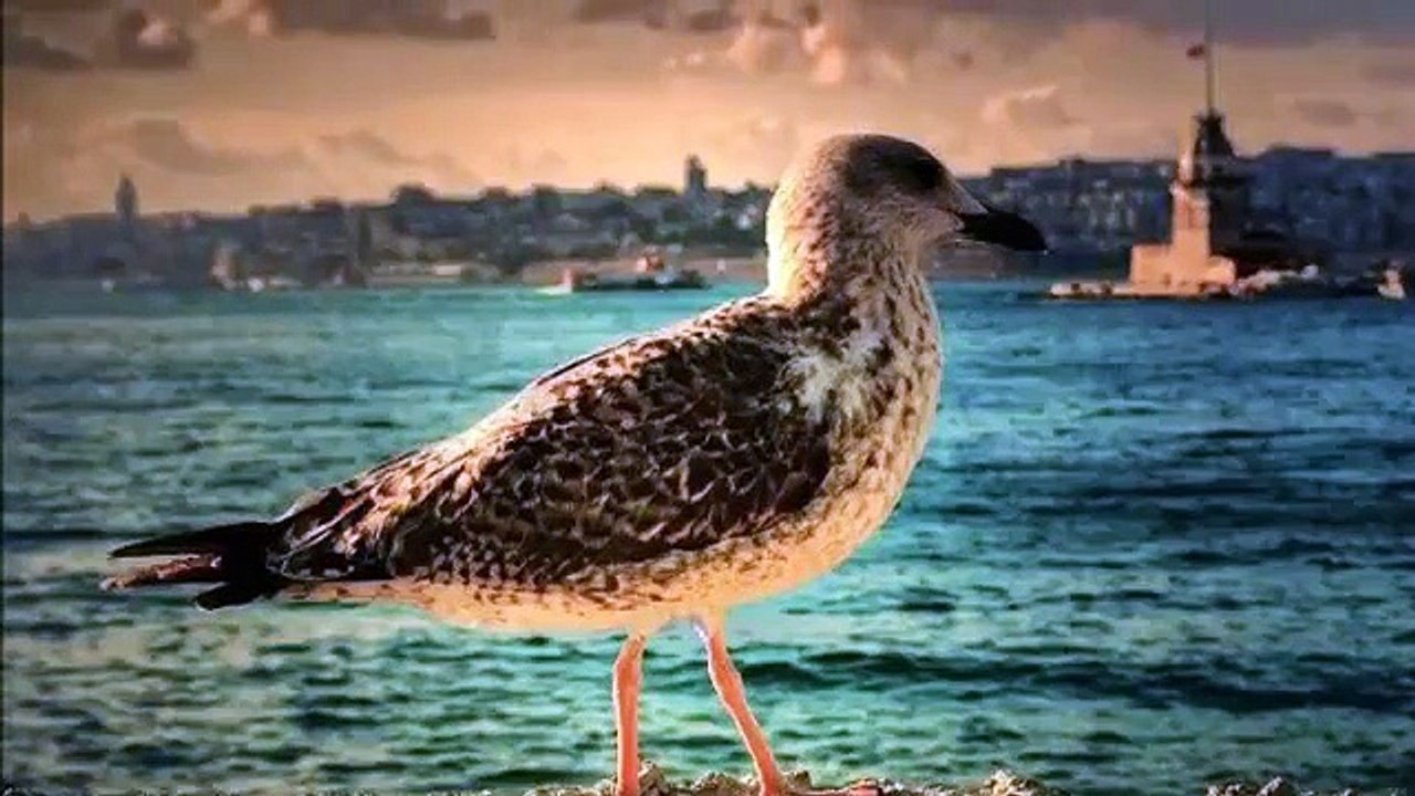 Haktan   Kapın Her Çalındıkça