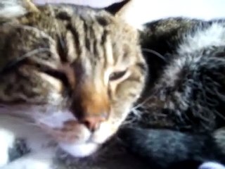 Loud, soothing purring cat