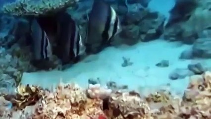 National Geographic |  Animal Attack  |  Animals Documentary