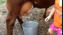 واہ کیا بات ھے اس بچی کو گائے کا دودھ نکا لنے کا طریقہ چیک کریں cow milk
