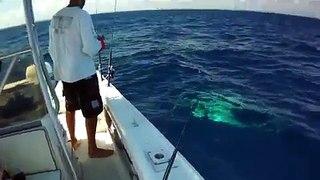 500 lb Huge Hammerhead Shark hunt