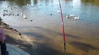 2013 fishing fails video