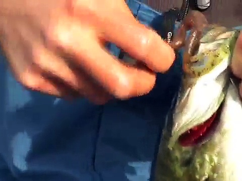 Topwater Smallmouth Bass Fishing Video