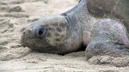 Mexique: des drones pour protéger les tortues