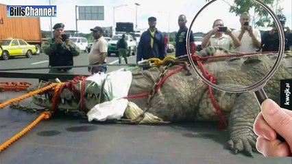 Super crocodile was found from panama canal :-ss