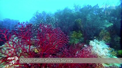 Dramatisch weniger Meerestiere: Umweltschützer schlagen Alarm