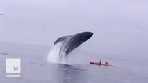 Humpback whale pops up to say hi to some unsuspecting humans