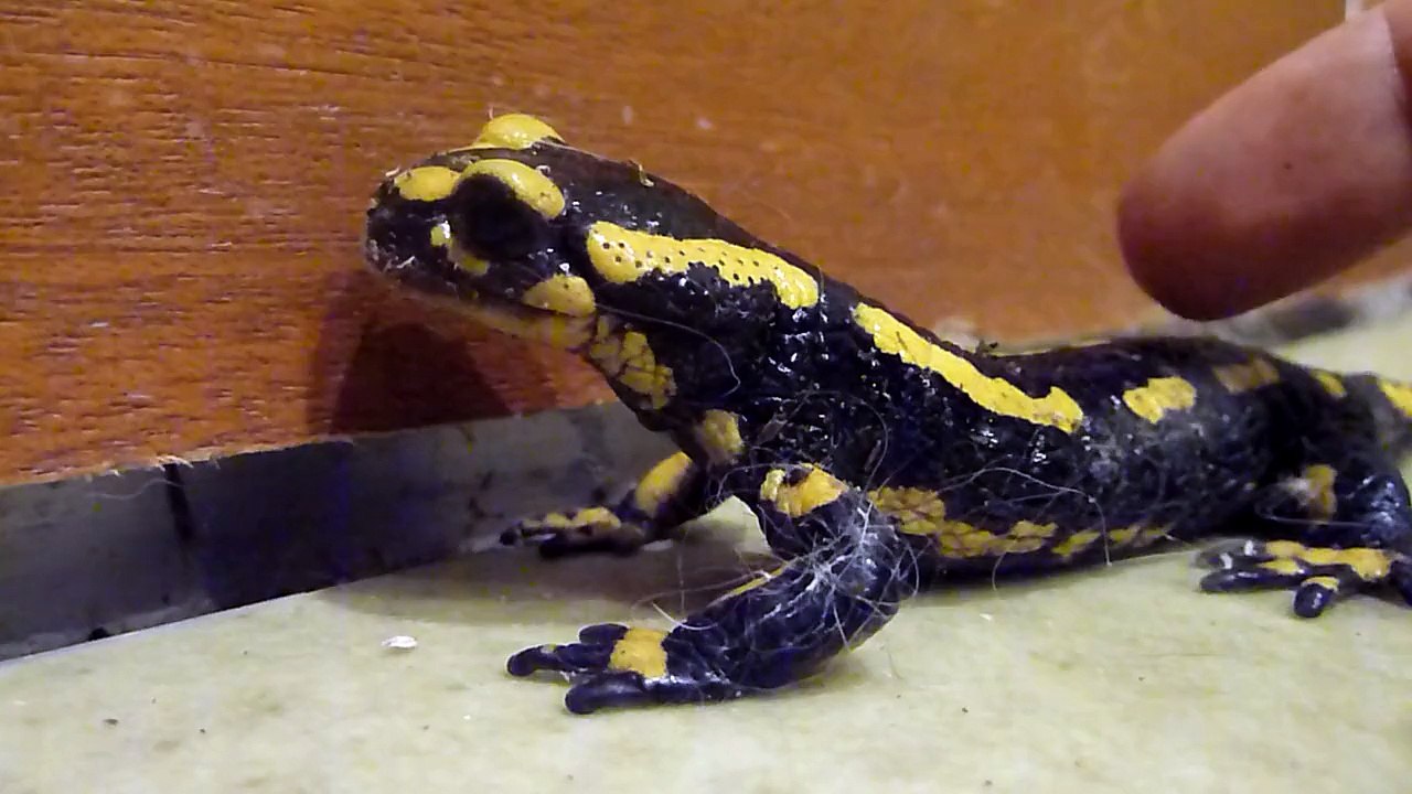 Salamandre tachetée en visite