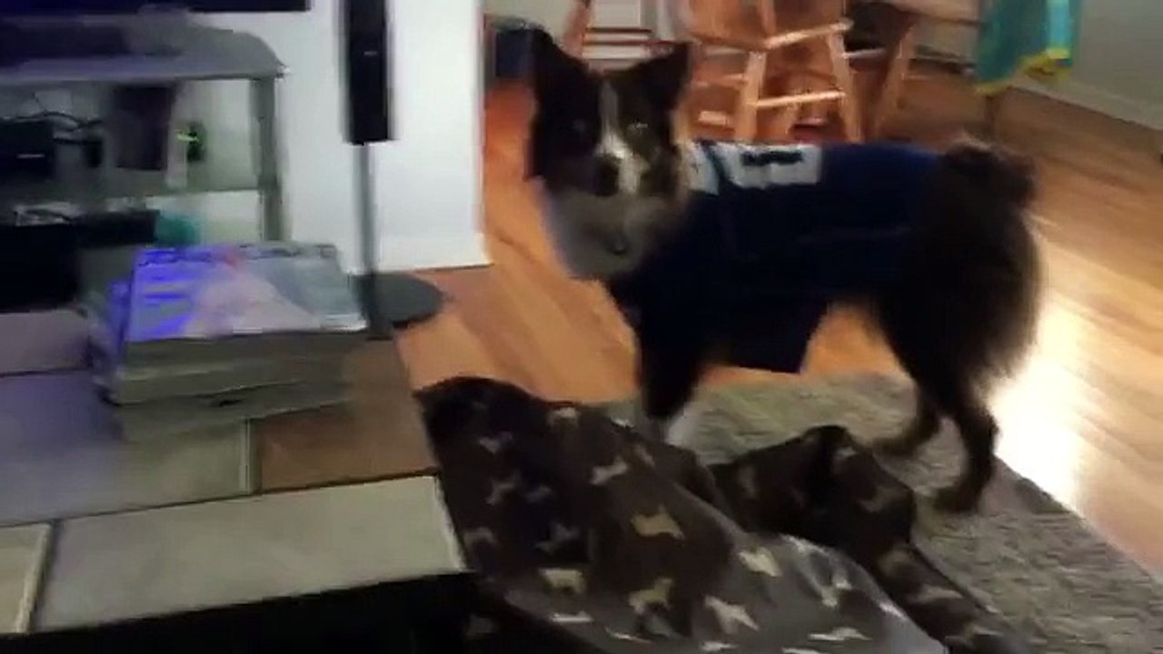Este hombre entrenó a su perro para que le llevara cervezas