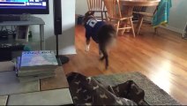 Dog trained to fetch a beer