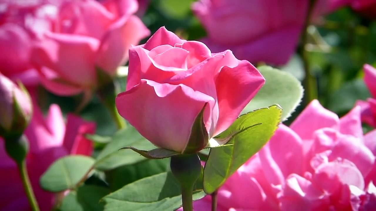 Buôn Bấc Buôn Dầu - Quan Họ Bắc Ninh - Văn Phú -Thanh Son (FullBeat)