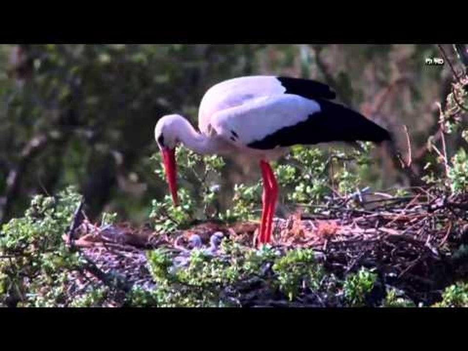 TV3 - Dissabte, a les 15.40, a TV3 - "Tocats de l'ala", dissabte estrena