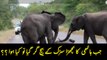 An Elephant Calf Collapsed on the Road. What Happens Next will melt Your Heart