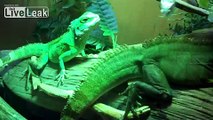 **CHINESE WATER DRAGON VS MICE**  -LIVE FEEDING-